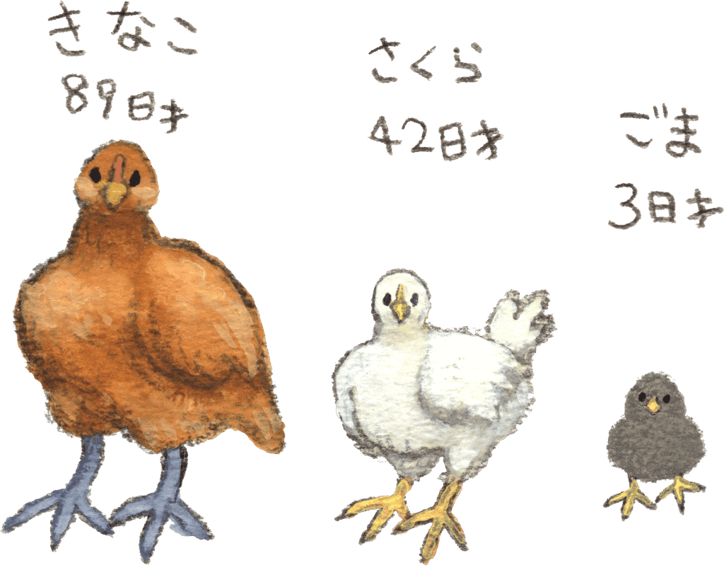 ３羽そろってニワトリオ♪イラスト