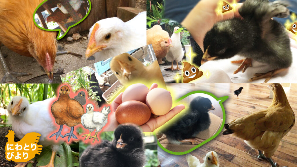 にわとりびより！
