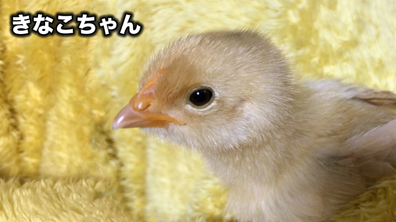 名古屋コーチンのひよこ、きなこちゃん。