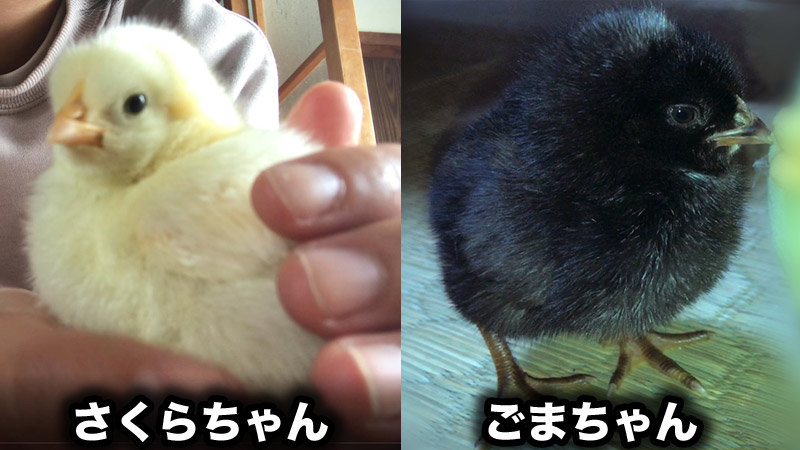 ひよこ時代のさくらちゃんとごまちゃん