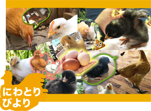 にわとりびより